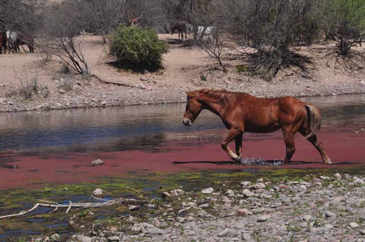 mustangs at river